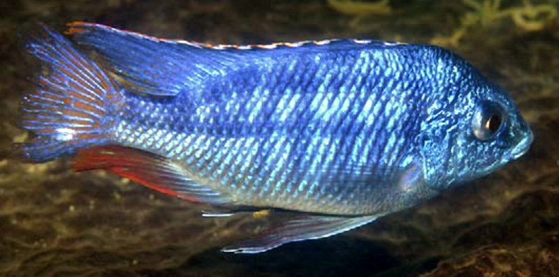 Protomelas taeniolatus 'Luwala Reef'